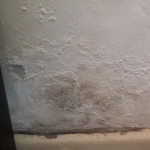 Inspect you house or workplace inside for indication of rising or lateral damp in the walls